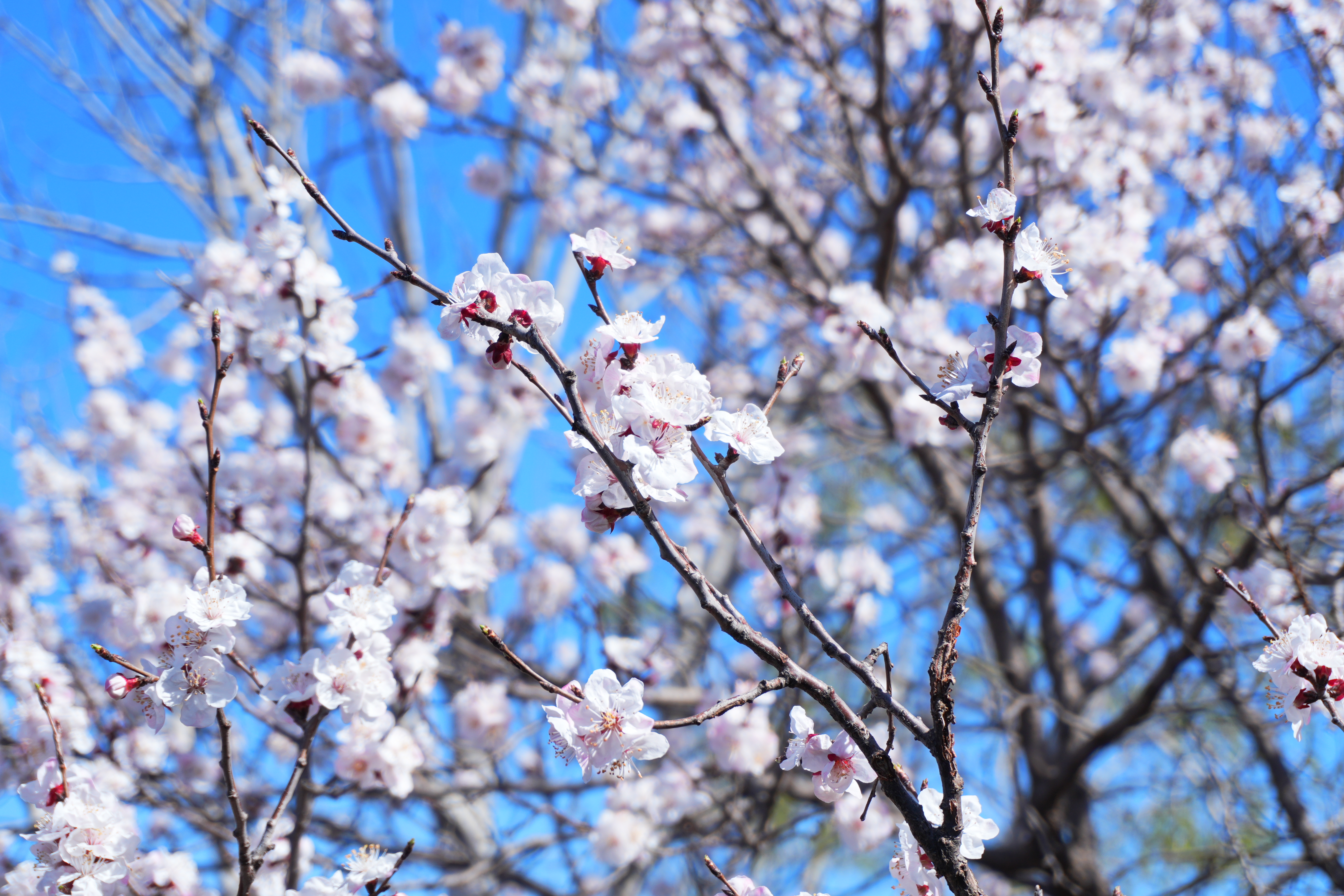 鲜花